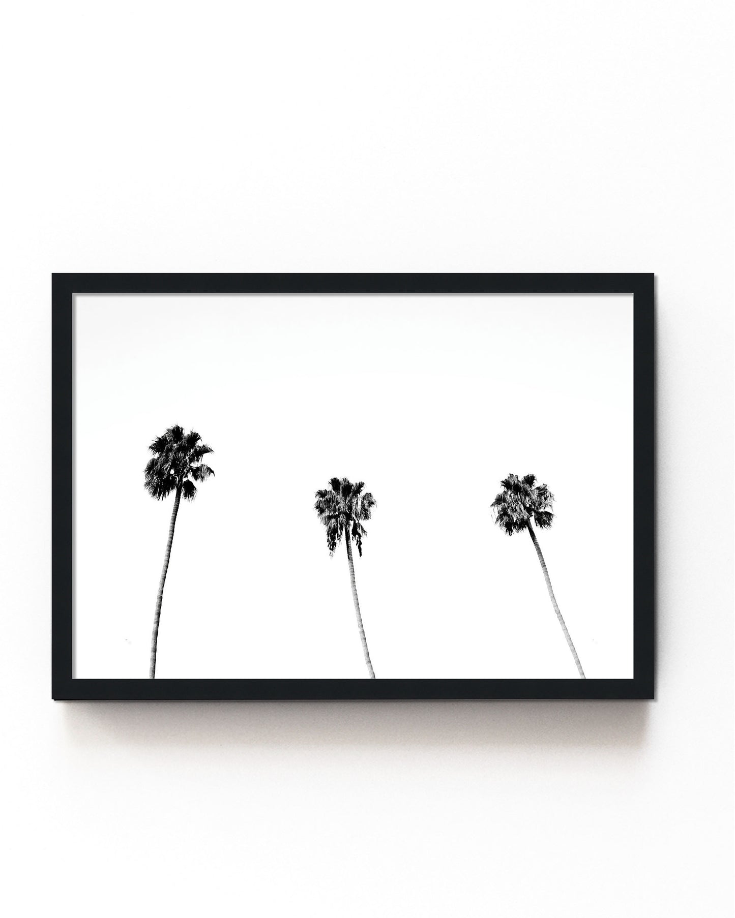 Palm Trio