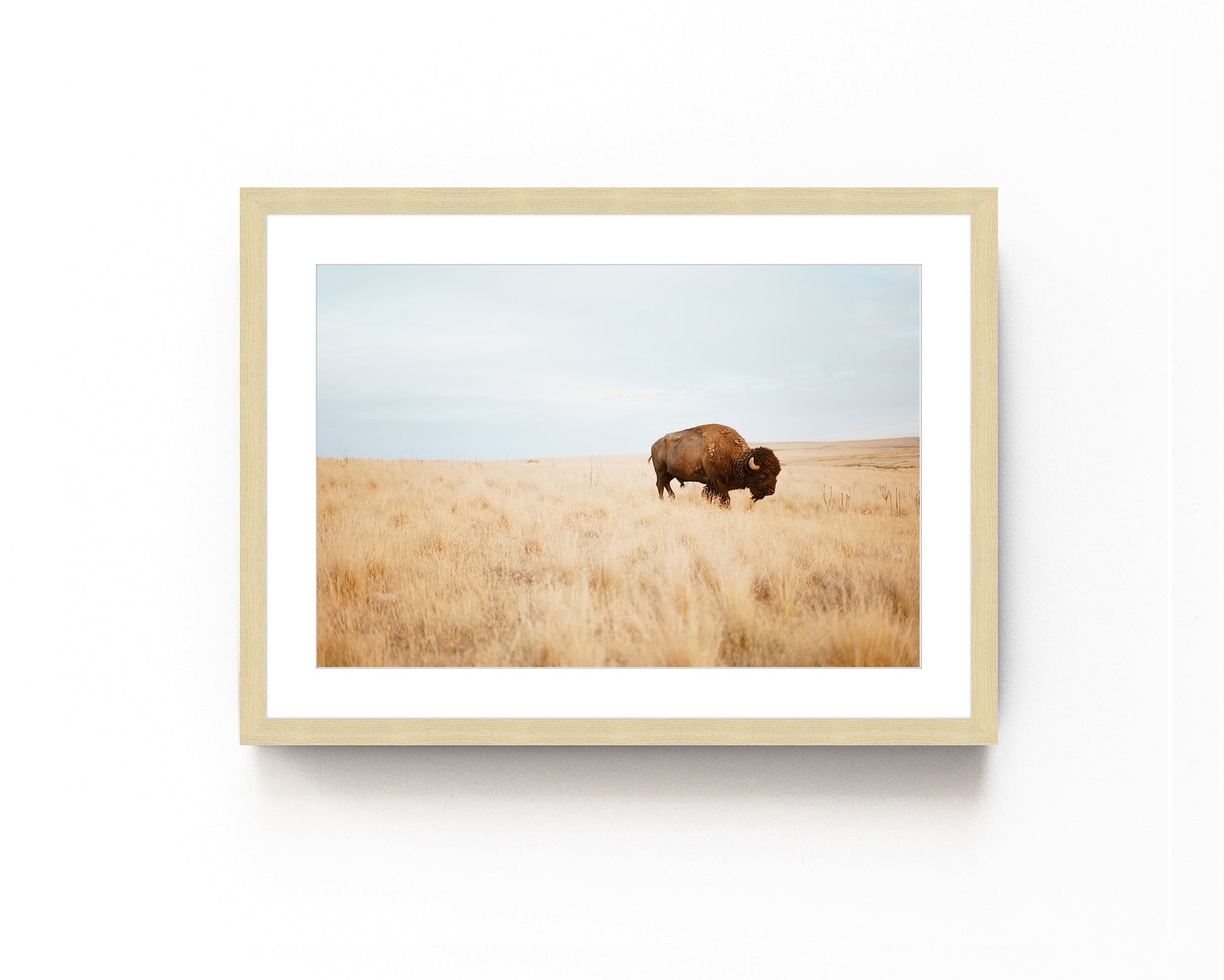 Bison standing in a vast golden prairie under a clear sky, captured in a wildlife photography print.