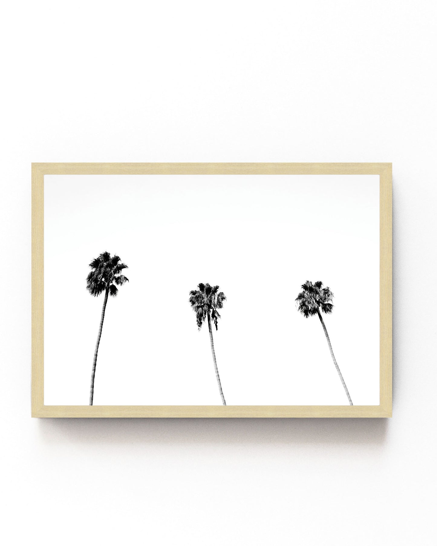 Palm Trio