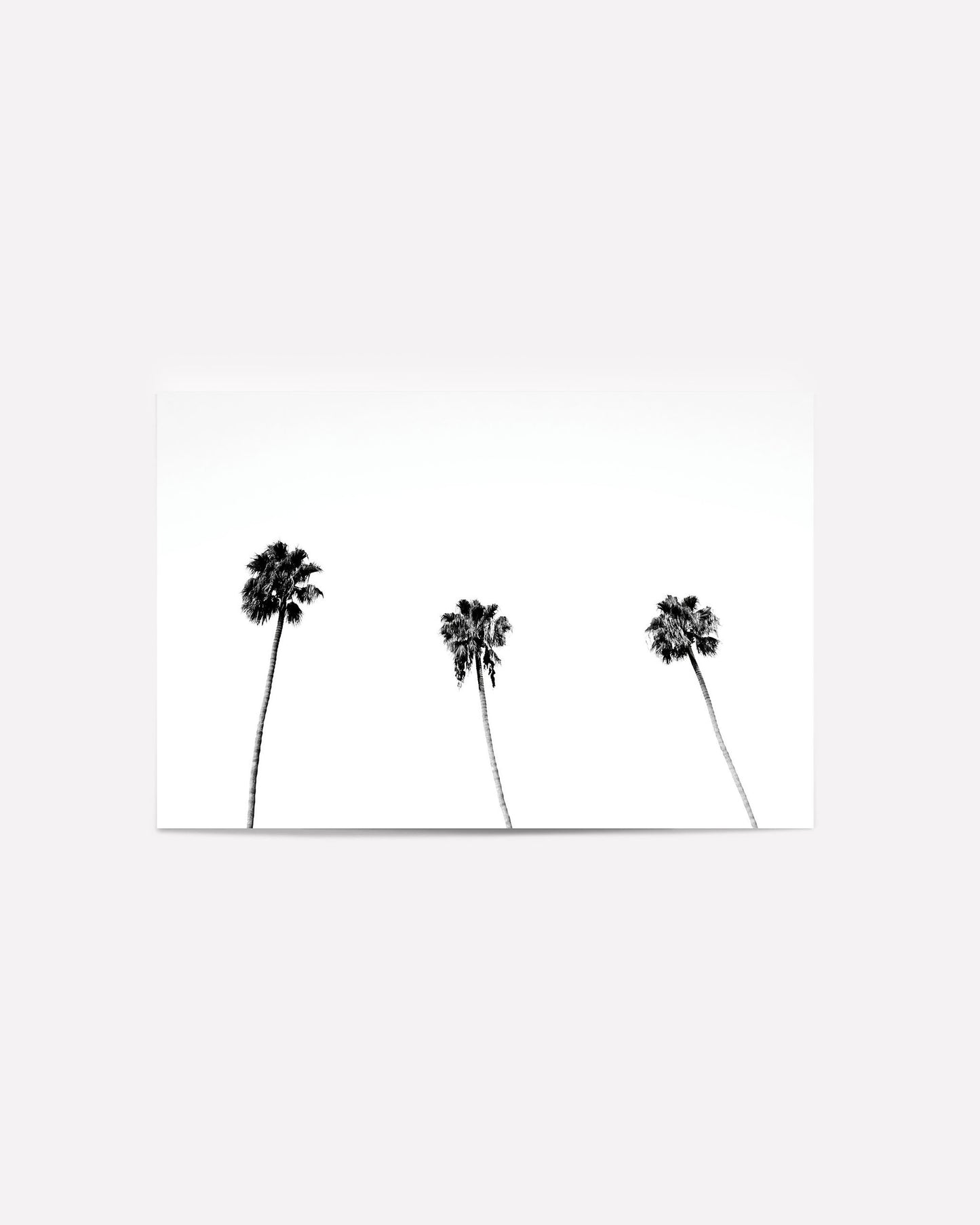 Palm Trio