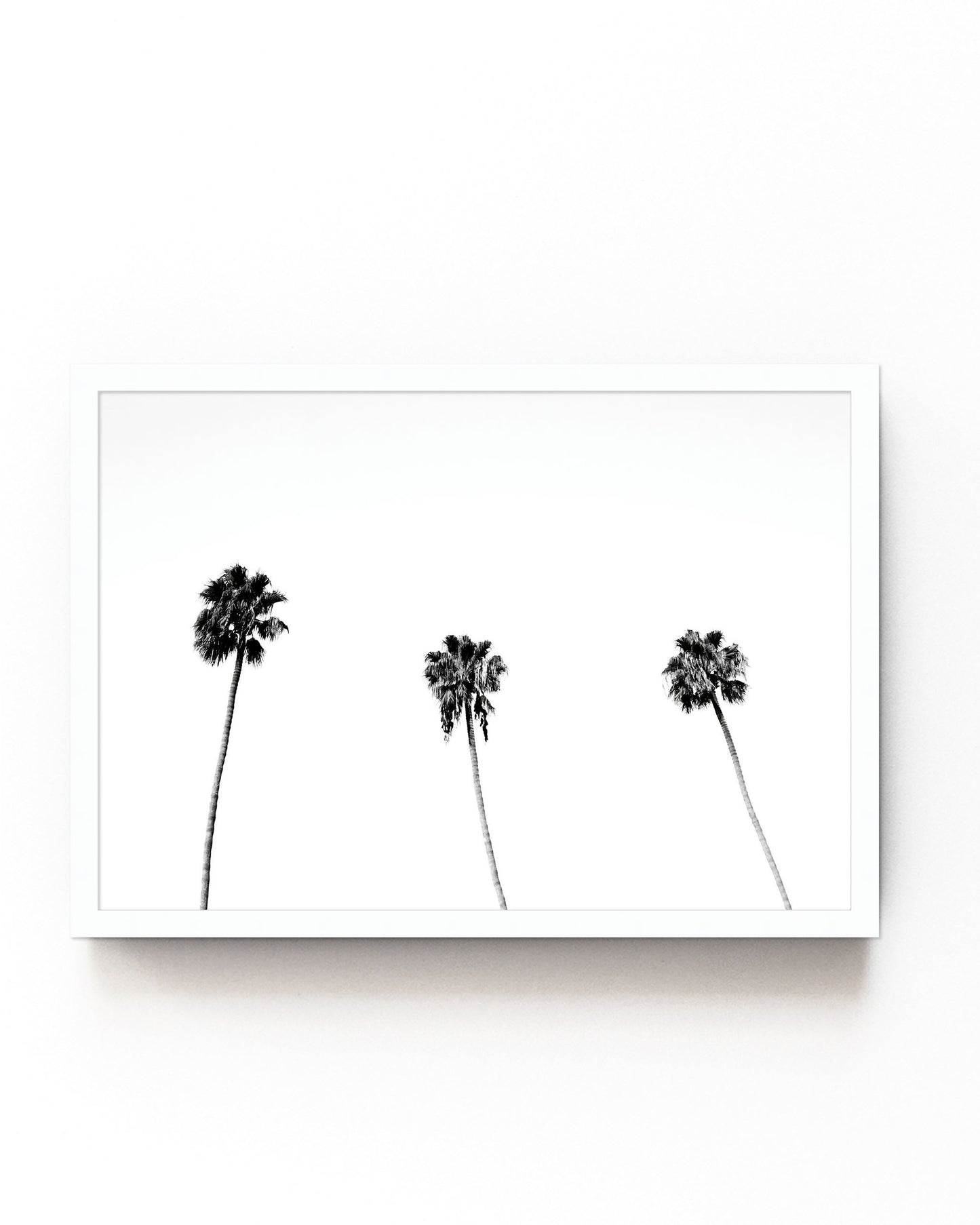 Palm Trio