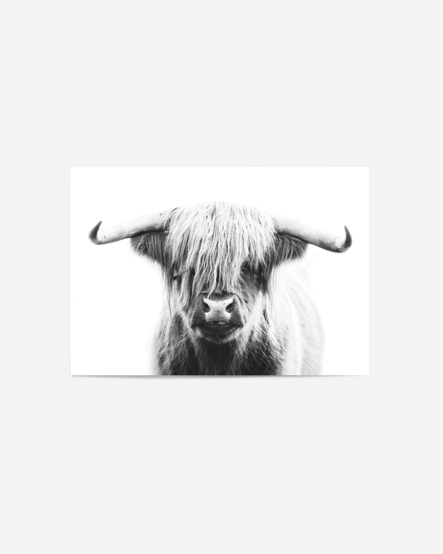 Black-and-white Highland cow portrait art print, perfect for rustic farmhouse or modern decor with minimalist charm.