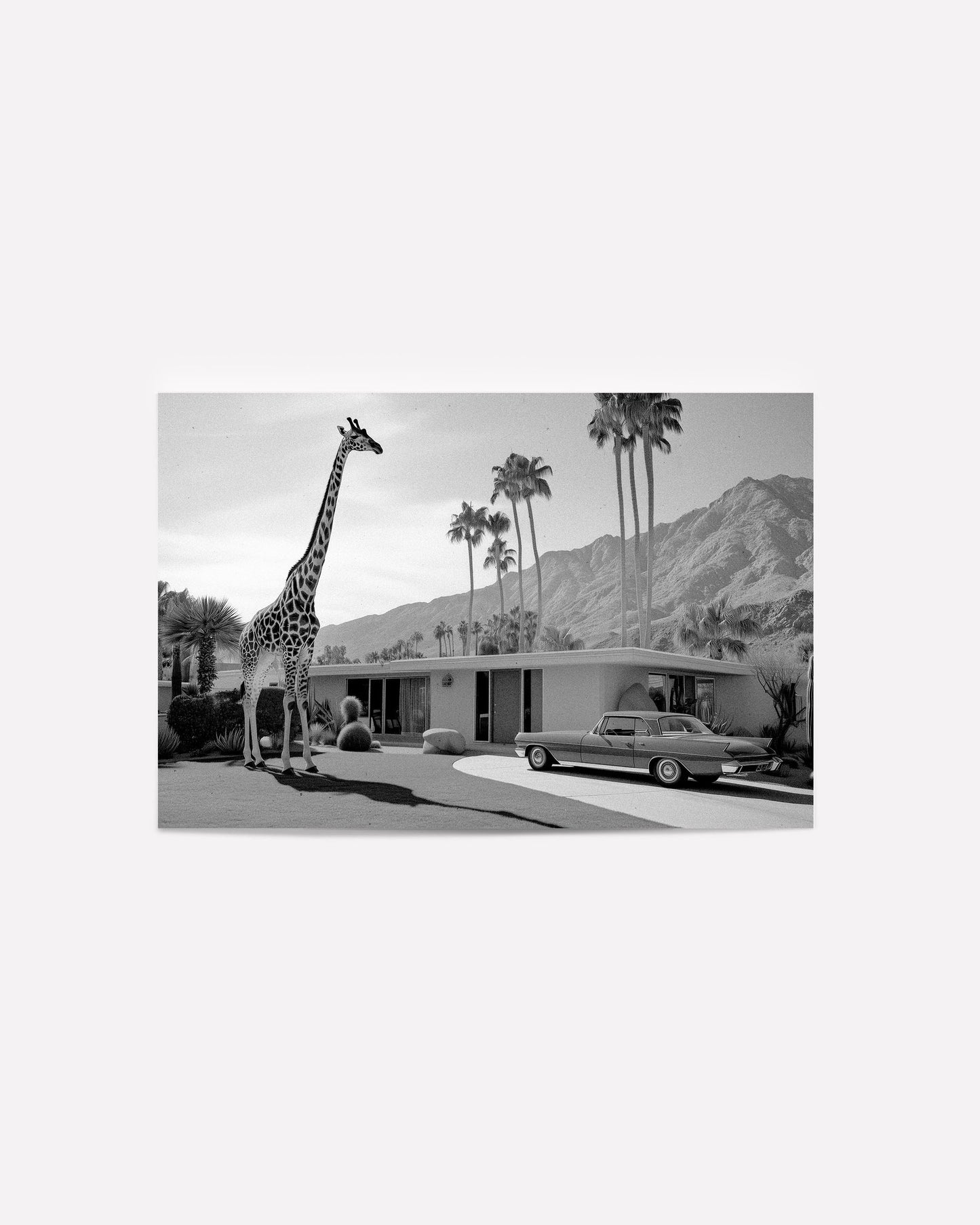 A black-and-white vintage-inspired photograph featuring a giraffe standing next to a classic Palm Springs mid-century home with a retro car and desert backdrop, part of the Palm Springs Menagerie series.