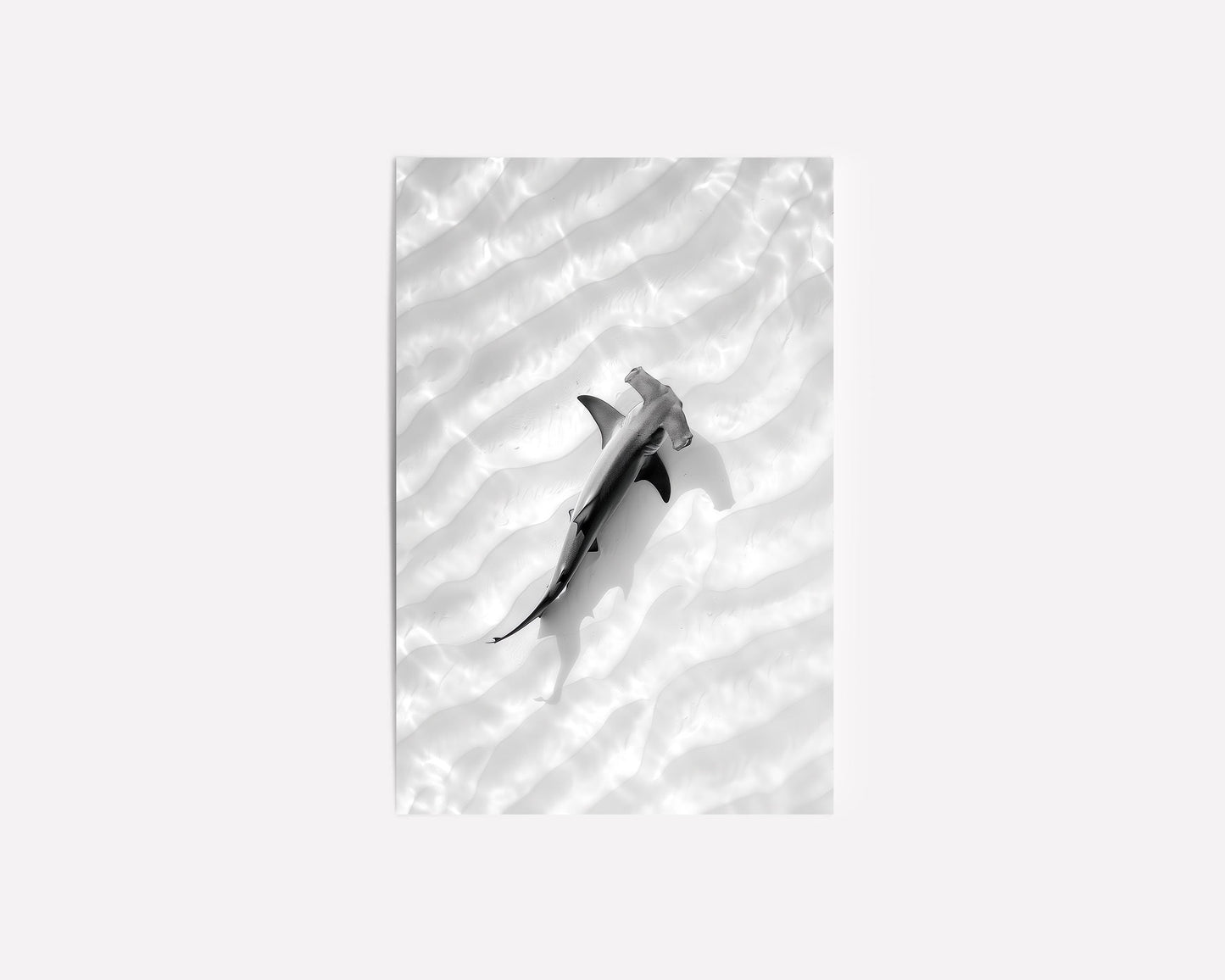 Black and white aerial photography of a hammerhead shark swimming over the ocean floor, with ripples of sand creating a serene, minimalist design.