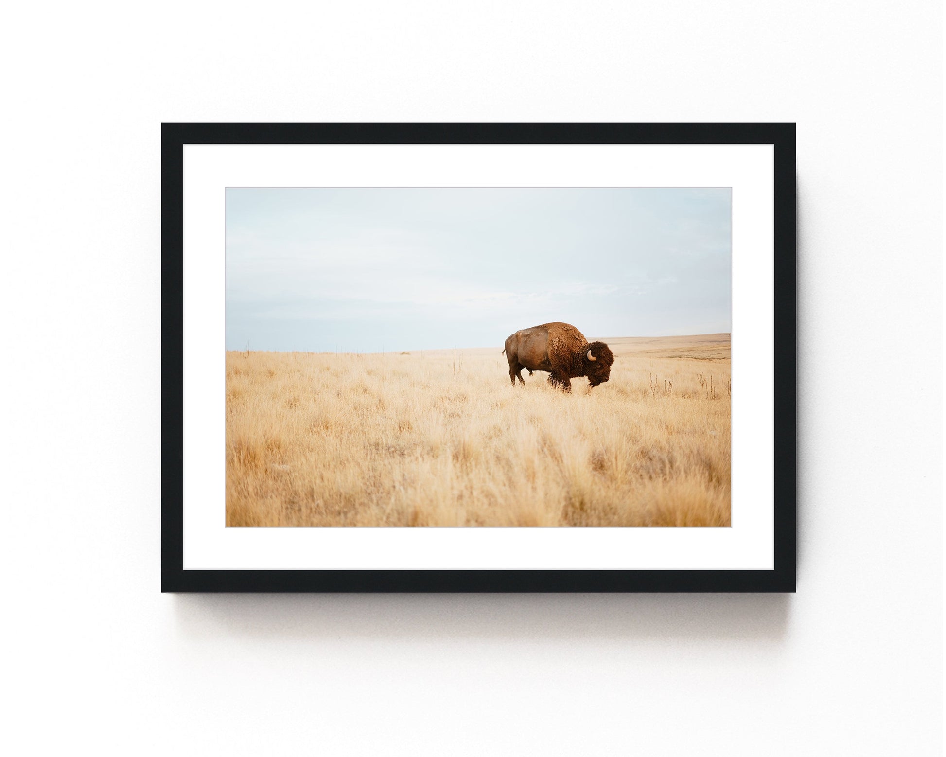 Bison standing in a vast golden prairie under a clear sky, captured in a wildlife photography print.