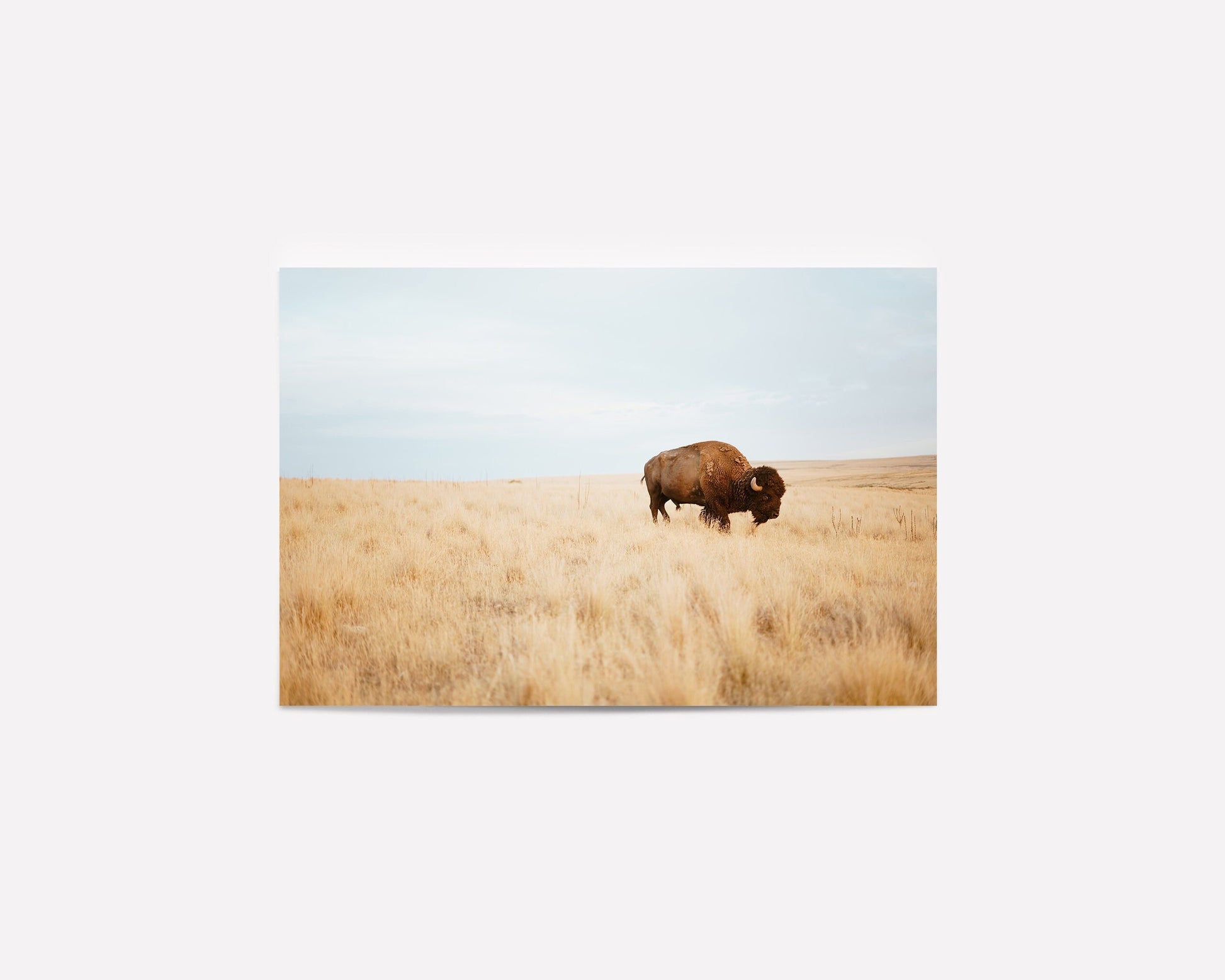 Bison standing in a vast golden prairie under a clear sky, captured in a wildlife photography print.