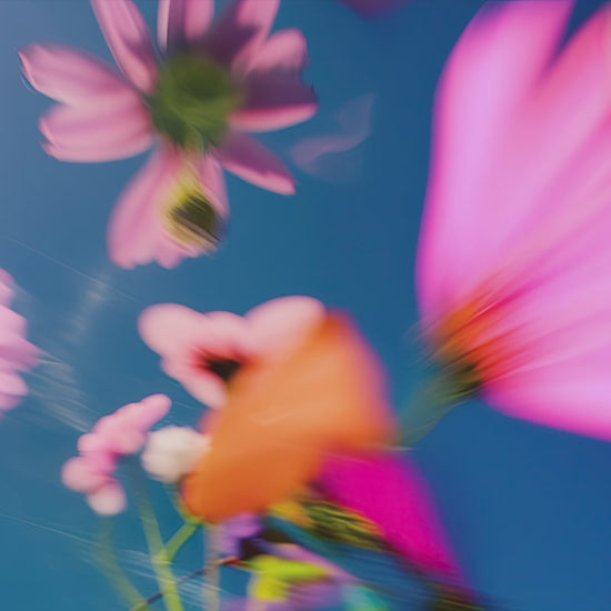 A vibrant and surreal floral print with blurred petals, capturing a dreamlike garden with prismatic colors in motion, titled Prismatica.