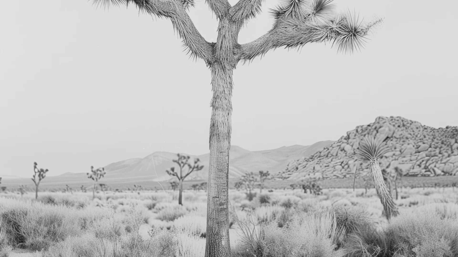 Black and white Joshua Tree art print featuring a desert landscape, perfect for contemporary and southwestern decor.
