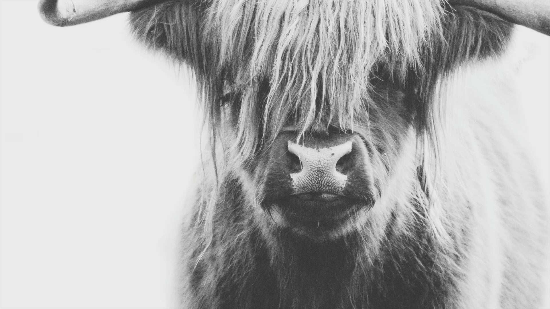 Black-and-white Highland cow portrait art print, perfect for rustic farmhouse or modern decor with minimalist charm.