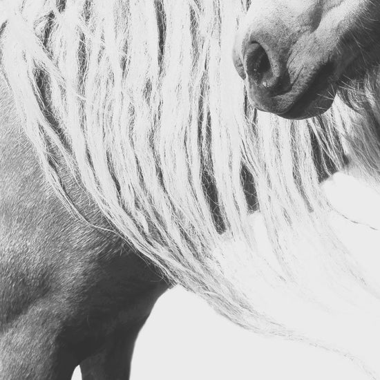 Black-and-white art print of two still wild horses with flowing manes, perfect for rustic farmhouse or equestrian-inspired decor.