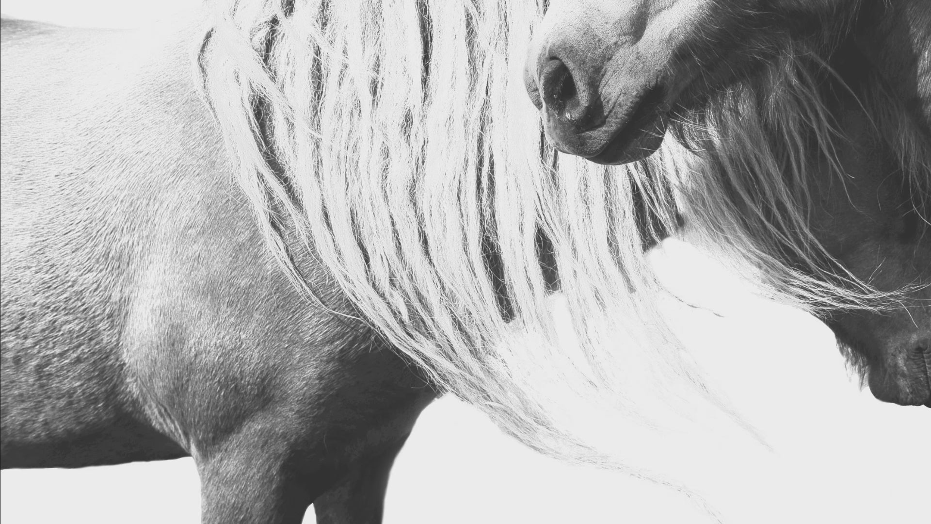 Black-and-white art print of two still wild horses with flowing manes, perfect for rustic farmhouse or equestrian-inspired decor.